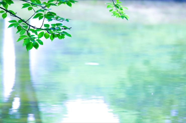 癒される緑の風景